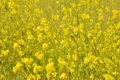 DSC_6410 (Large).JPG